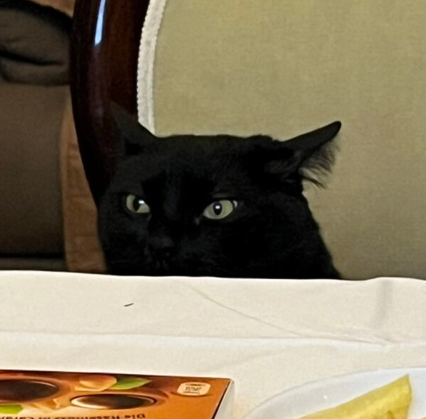 Katze